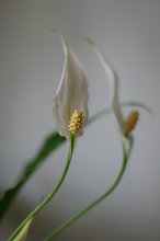 Spathiphyllum / ***