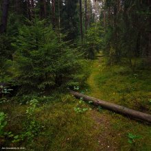 Waldweg / ***