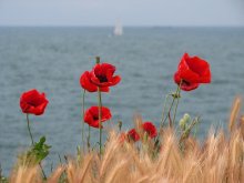 Mohnblumen und Meer / --------------------