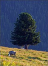 Lone Cedar ... / ***