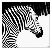 Zebra / ***