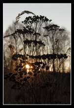 Silhouetten von Herbst. / ***