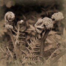 Krumm / ***
