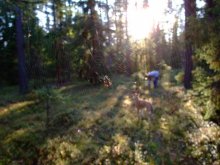 In den Netzen der Wald Spinne / *    *
***_***