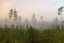 Über den Wald, der Nebel und der Morgen .... / ***