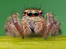Porträt einer Spinne-racer / ***