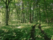 Eichen-Hainbuchen-Wald / *****