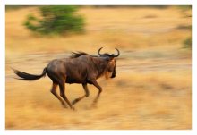 Flying Gnus / ***