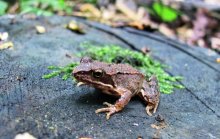 Frosch / Canon PowerShot SX120 IS (((