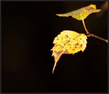 Was ist die Farbe der Herbst 1911 / ***