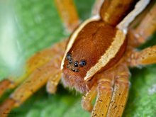 Hunter limbischen / Dolovedes fimbriatus