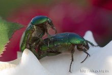 Von den privaten Leben der Insekten / ***