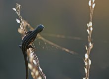 Spider, komm heraus! Komm heraus, schleicht Feigling! / ***