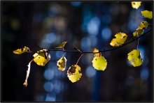 Was ist der Herbst Farbe 12 / ***