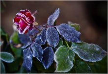 Erster Frost ..... / ***