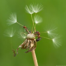 Fallschirmjäger / http://bolucevschi.com/