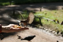 Mittagessen während des Fluges:) / *******