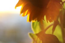 Sonnenblume. / http://katya1441.livejournal.com/