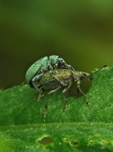 Rüsselkäfer grüne Blattgemüse / Phyllobius viridiaeris