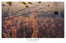 Herbst / ***