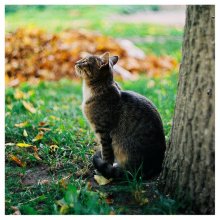 the autumn cat / ***