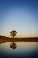 Über den Baum / F11 .....