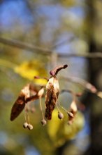 Herbstfarben / ***