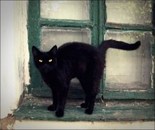 schwarze Katze / .....