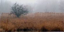 Nebliger Morgen / ***