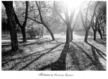 Herbst in schwarz und weiß. / ***