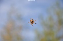 Morgen im Wald - Spinne / ***
