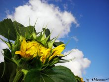 Stück der Sonne ... / ***