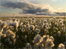 [Eriophorum] / ***