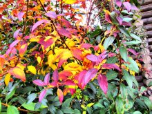 Die Farbe Herbst / ***