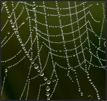Mesh ... / ***