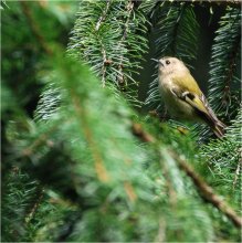 Wren - ein Vogel singt / ***