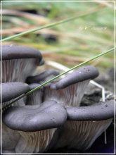 Pilze / ***