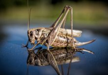 grasshopper / No comments.