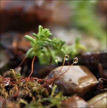 Bringing die Schnecke ... / ***