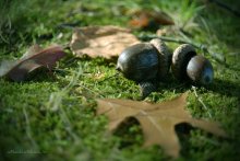 Wald kalt geworden und die Blätter fallen ... / ***