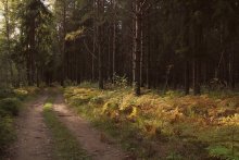 Auf einem Waldweg / **************