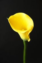Calla / ***
