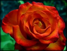 Rose / ***