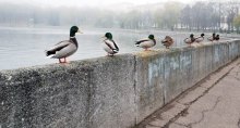 Einer unter den ... seine sieben alte Männer und ein Mädchen / --------------