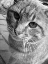 Katze / ***