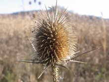 Withered Plant / ***