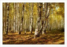 In Gefangenschaft Birch / ***