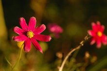 Blume / ***
