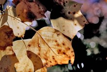 Herbst wird nie / ***