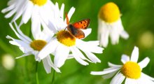 Letzte Butterfly Herbst / ***